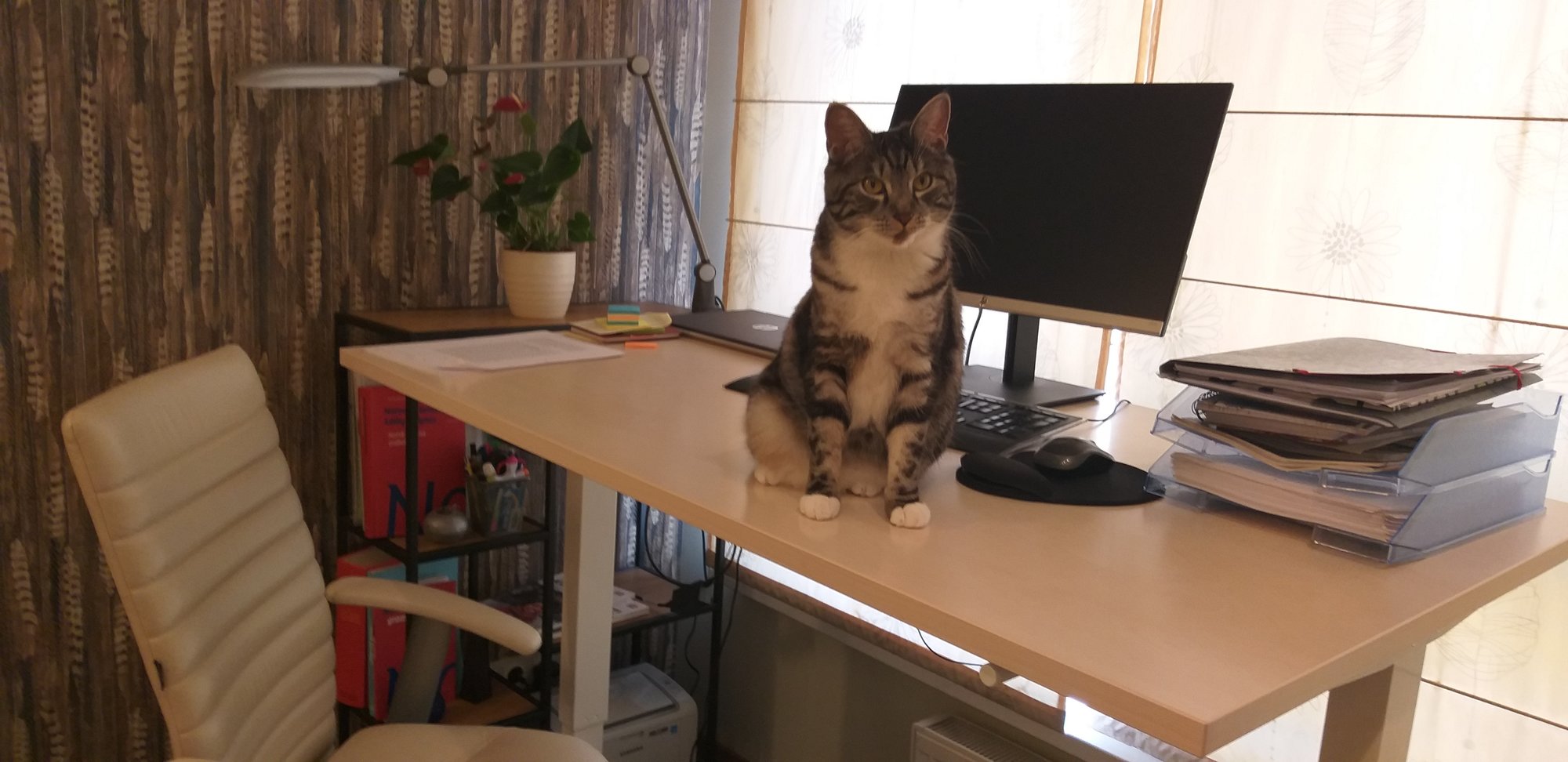Egle pulten og katten