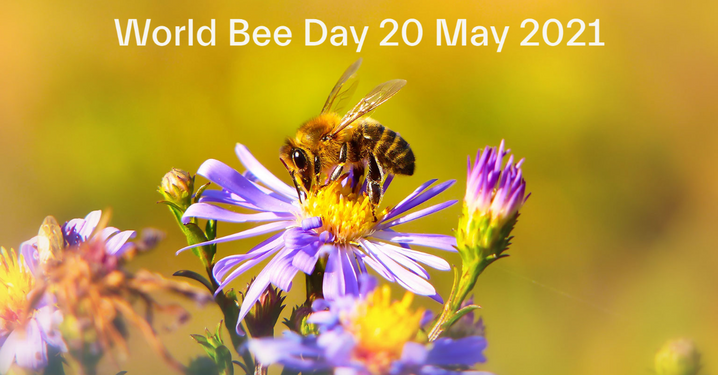 Happy World Bee Day Norla